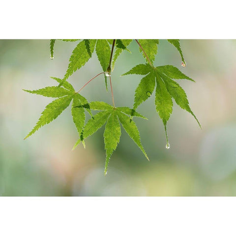 Washington-Seabeck Raindrops on Japanese maple leaves  White Modern Wood Framed Art Print by Jaynes Gallery