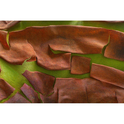 Washington-Seabeck Peeling madrone tree bark  Black Modern Wood Framed Art Print by Jaynes Gallery
