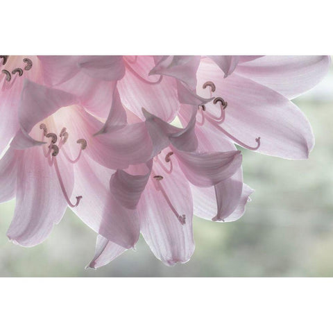 Washington-Seabeck Pale pink lilies close-up  Gold Ornate Wood Framed Art Print with Double Matting by Jaynes Gallery