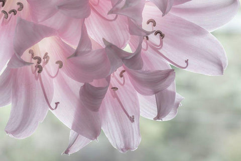Washington-Seabeck Pale pink lilies close-up  White Modern Wood Framed Art Print with Double Matting by Jaynes Gallery