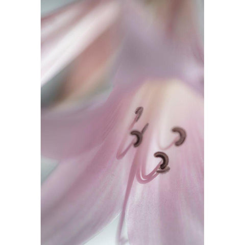 Washington-Seabeck Pale pink lily close-up  Black Modern Wood Framed Art Print by Jaynes Gallery