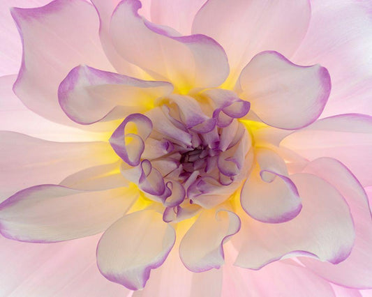 Image Only