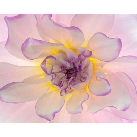 Washington-Seabeck Glowing dahlia flower close-up  Black Modern Wood Framed Art Print by Jaynes Gallery