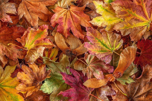 Image Only