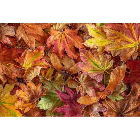 Washington State-Seabeck Fallen vine maple leaves and seed heads  White Modern Wood Framed Art Print by Jaynes Gallery