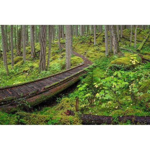 Washington State-Olympic National Forest Panoramic of Lower Dungeness Trail in forest  Black Modern Wood Framed Art Print by Jaynes Gallery