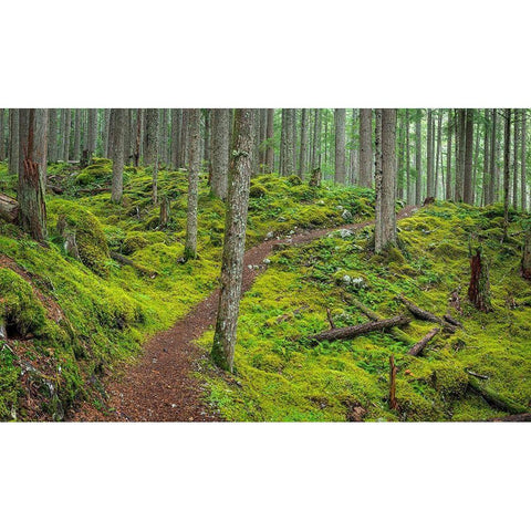 Washington State-Olympic National Forest Panoramic of Lower Dungeness Trail in forest  Black Modern Wood Framed Art Print by Jaynes Gallery