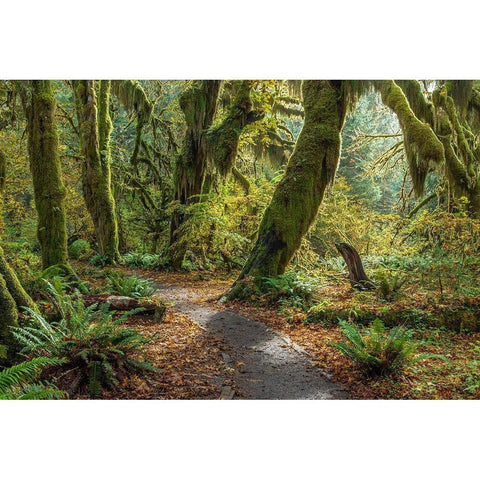 Washington State-Olympic National Park Panoramic composite of trail through mossy forest  Black Modern Wood Framed Art Print by Jaynes Gallery