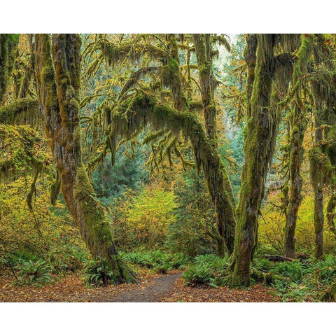 Washington State-Olympic National Park Trail through mossy forest  Black Modern Wood Framed Art Print by Jaynes Gallery