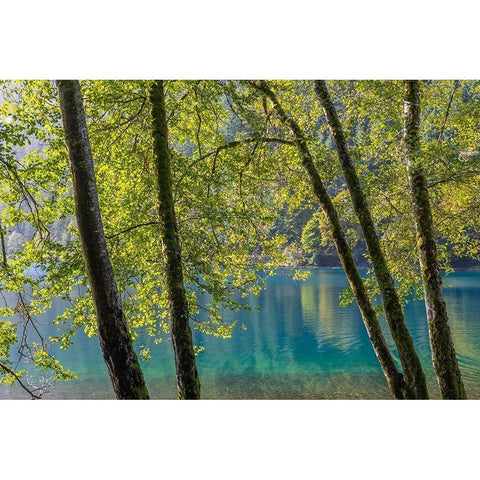 Washington State-Olympic National Park Alder trees on lake shore  Black Modern Wood Framed Art Print by Jaynes Gallery