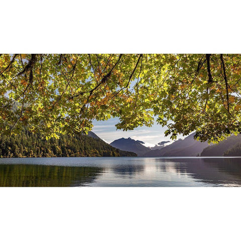 Washington State-Olympic National Park Bigleaf maple tree and lake  Black Modern Wood Framed Art Print by Jaynes Gallery