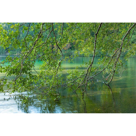 Washington State-Olympic National Park Alder trees overhang lake  Black Modern Wood Framed Art Print by Jaynes Gallery