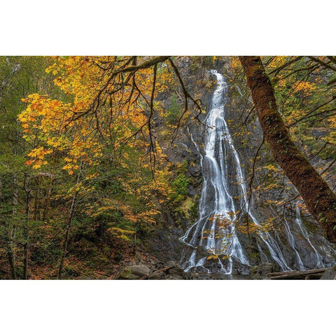 Washington State-Olympic National Forest Rocky Brook Falls and forest  Black Modern Wood Framed Art Print with Double Matting by Jaynes Gallery