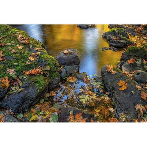 Washington State-Olympic National Forest Reflections of autumn in Rocky Creek  White Modern Wood Framed Art Print by Jaynes Gallery