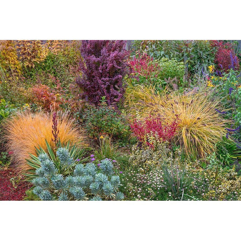 Washington State-Lemolo Garden in autumn  Black Modern Wood Framed Art Print by Jaynes Gallery