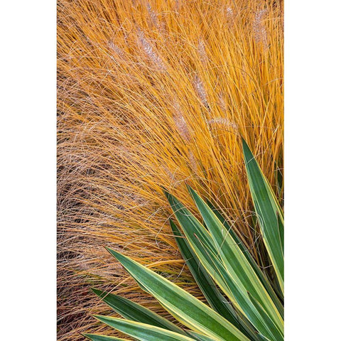 Washington State-Lemolo Close-up of garden plants in autumn  Black Modern Wood Framed Art Print by Jaynes Gallery