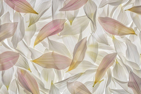 Dahlia Petals  White Modern Wood Framed Art Print with Double Matting by Jaynes Gallery