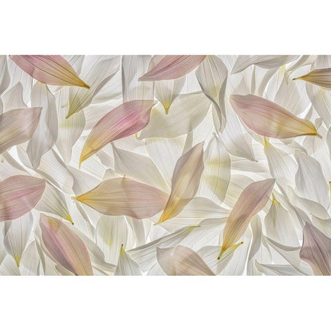 Dahlia Petals  Black Modern Wood Framed Art Print by Jaynes Gallery