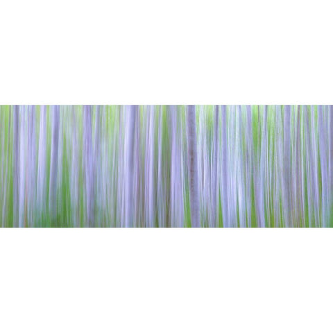Washington State-Seabeck Panoramic abstract of alder grove  Black Modern Wood Framed Art Print by Jaynes Gallery