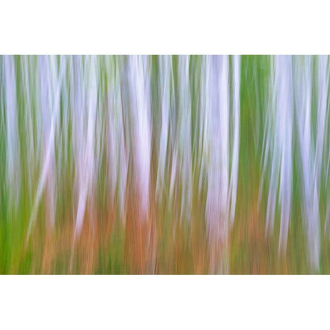 Washington State-Seabeck Young alder grove and bracken ferns in fall  Black Modern Wood Framed Art Print by Jaynes Gallery