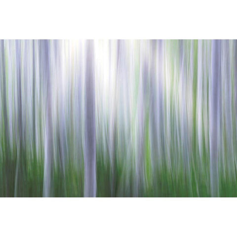 Washington State-Seabeck Panoramic abstract of alder grove  Black Modern Wood Framed Art Print by Jaynes Gallery