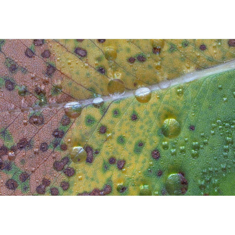 Washington State-Seabeck Rain drops on fallen salal leaf  White Modern Wood Framed Art Print by Jaynes Gallery