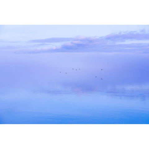 Washington State-Seabeck Ducks flying over Hood Canal  Black Modern Wood Framed Art Print by Jaynes Gallery