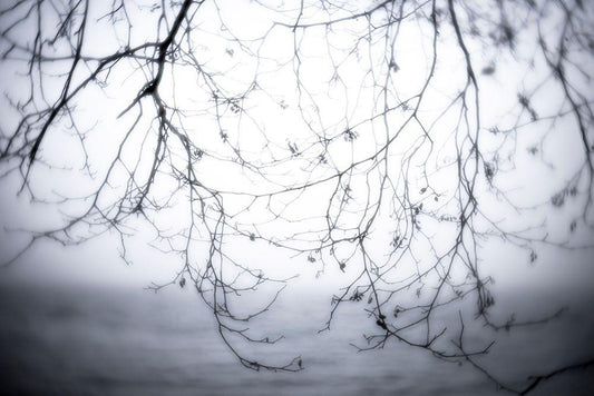 Image Only
