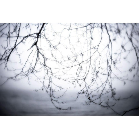 Washington State-Seabeck Alder branches in winter and Hood Canal  Black Modern Wood Framed Art Print with Double Matting by Jaynes Gallery