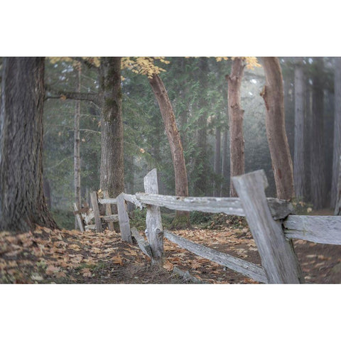 Washington State-Seabeck Split-rail fence and forest  Black Modern Wood Framed Art Print by Jaynes Gallery