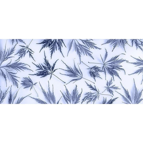 Washington State-Seabeck Panoramic of lace leaf maple leaves  White Modern Wood Framed Art Print by Jaynes Gallery