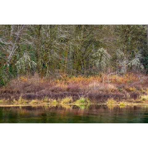Washington State-Hood Canal Forest reflects in canal  White Modern Wood Framed Art Print by Jaynes Gallery