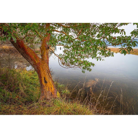 Washington State-Holly Madrone tree next to Hood Canal  Black Modern Wood Framed Art Print by Jaynes Gallery