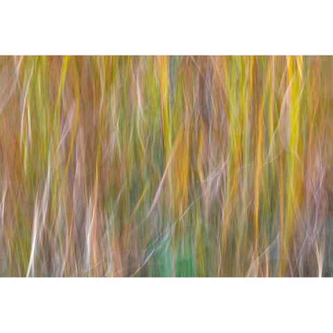 Washington State-Seabeck Abstract of ornamental grasses  Black Modern Wood Framed Art Print with Double Matting by Jaynes Gallery