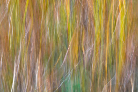 Image Only