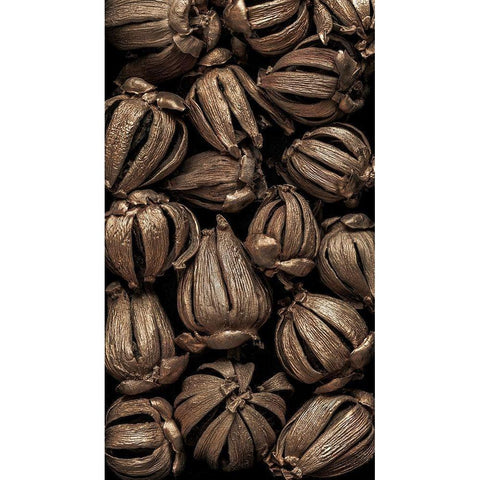 Washington State-Seabeck Hawaiian autograph tree seedpods  Black Modern Wood Framed Art Print by Jaynes Gallery