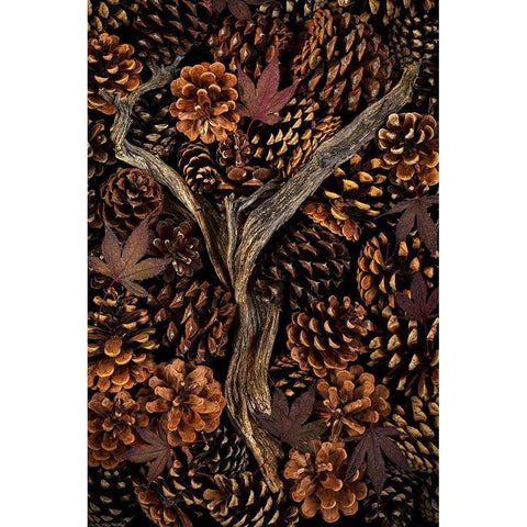 Washington State-Seabeck Pine cones and fall leaves  White Modern Wood Framed Art Print by Jaynes Gallery