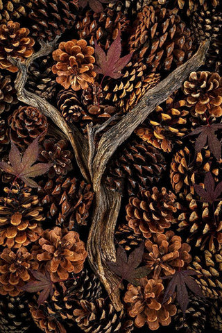 Washington State-Seabeck Pine cones and fall leaves  Black Ornate Wood Framed Art Print with Double Matting by Jaynes Gallery