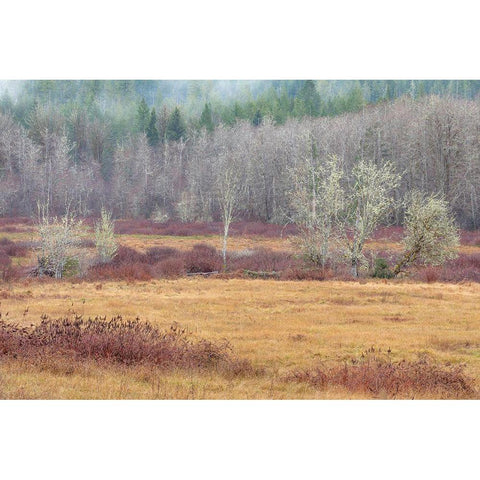 Washington State-Dewatto Autumn meadow and forest  Gold Ornate Wood Framed Art Print with Double Matting by Jaynes Gallery