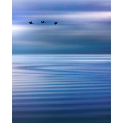 Washington State-Seabeck Composite of birds flying over Hood Canal  Black Modern Wood Framed Art Print by Jaynes Gallery