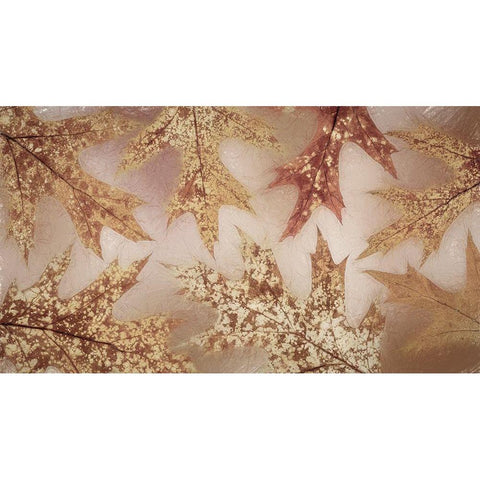 Washington State-Seabeck Fall oak Leaves  Black Modern Wood Framed Art Print with Double Matting by Jaynes Gallery