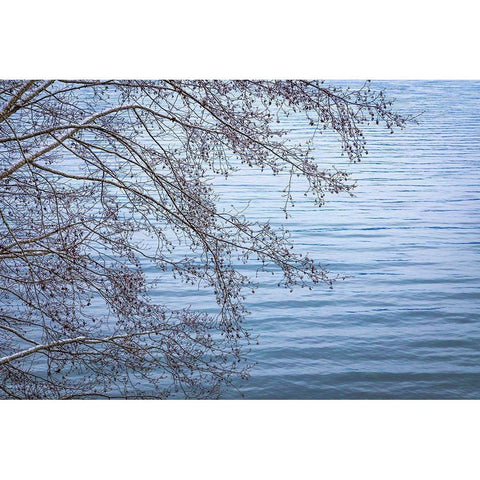 Washington State-Seabeck Alder branches in winter and Hood Canal  Black Modern Wood Framed Art Print by Jaynes Gallery