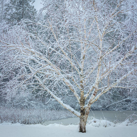 Washington State-Seabeck Snow-covered birch tree  Black Modern Wood Framed Art Print by Jaynes Gallery