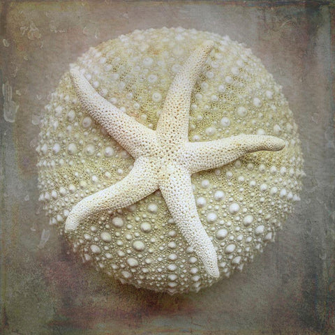 Washington State-Seabeck Sea star on sea urchin  Black Modern Wood Framed Art Print by Jaynes Gallery