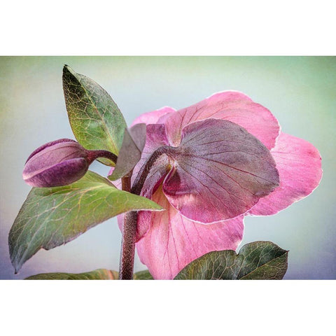 Washington State-Seabeck Hellebore blossom and bud  Black Modern Wood Framed Art Print by Jaynes Gallery