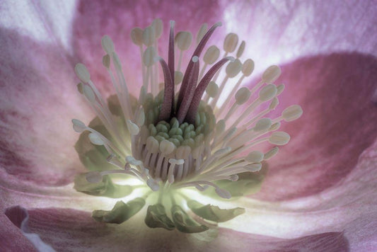 Image Only