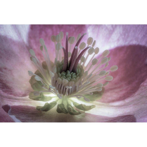 Washington State-Seabeck Hellebore blossom close-up  Black Modern Wood Framed Art Print by Jaynes Gallery