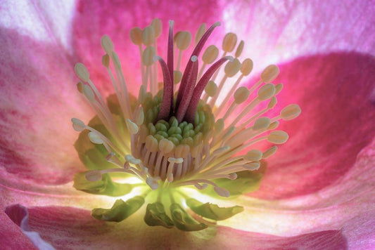 Image Only