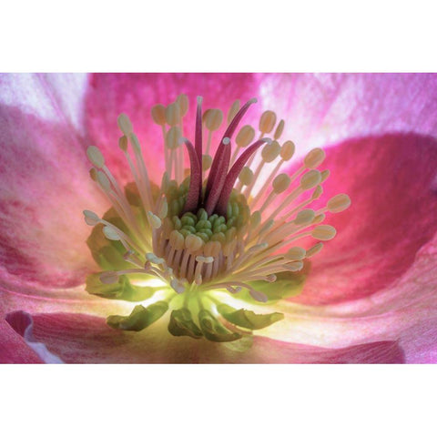 Washington State-Seabeck Hellebore blossom close-up  Black Modern Wood Framed Art Print by Jaynes Gallery