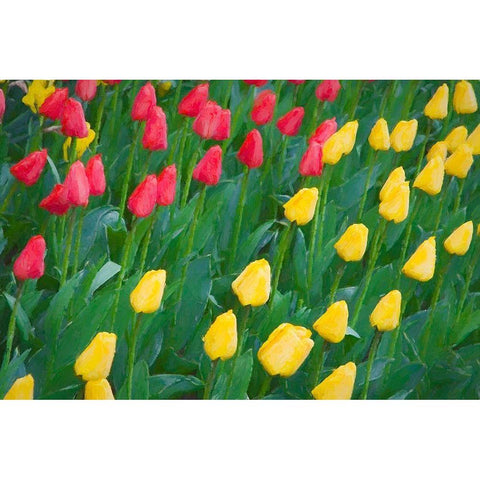 Washington State-Skagit Valley Abstract of tulips and daffodils Black Modern Wood Framed Art Print by Jaynes Gallery